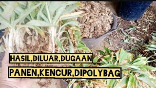 panen kencur dipolibag hasinya..diluar dugaan