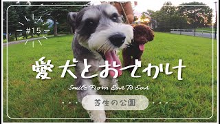 【ミニチュアシュナウザー】芝生の公園でお散歩♪【トイプードル】