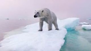 Polar Bears & Climate Change