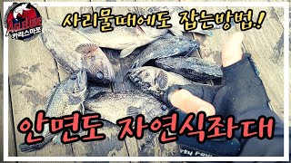 자연식좌대 우럭시즌 사리물때도 극복하는법. 안면도 땡큐좌대