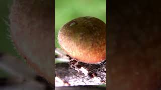 Multiuse wonders #insects #பூச்சிகள் #shortvideo #shortsvideo