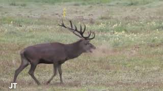 Vivez le brame du cerf au Domaine de Chambord