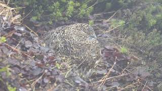 北ノ俣岳の雌雷鳥