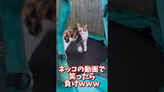 ネッコの動画で笑ったら負けｗｗｗ #2ch #2chまとめ 動物スレ #2ch面白いスレ #動物 #犬 #猫 #癒やし #ねこ動画#ねこ