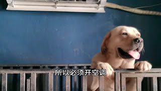 拉布拉多犬舍开了空调，铲屎官进去蹭冷气，直呼下辈也想当狗