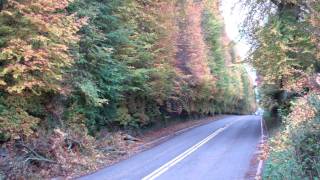 Meikleour Beech Hedge Perthshire Scotland October 27th