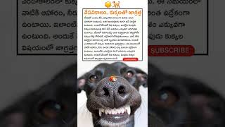 ☀️🐕వేసవి కాలం కుక్కలతో జాగ్రత్త..! #వేసవికాలం#summer #dogs #కుక్కలు #viral #shortfeed