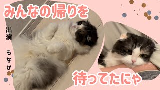 家族の帰りを待っていたもなかの反応　愛猫「もなか」の日常[スコテッシュフォールド]