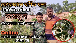 জয়তুন গাছ | Orginal জয়তুন গাছের চারা কোথায় পাবেন? দাম কত