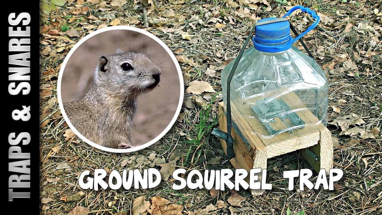 GROUND SQUIRREL TRAP - YouTube