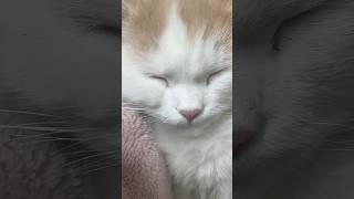 Cute Kitten | Sleeping #cat #kitten #beautiful #cat #white #shortsviral #youtubeshorts #catlover