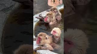 Monkey| monkey bathing| animal |サル|動物|北海道|猿| 温泉サル |cute|hotspring|環境音