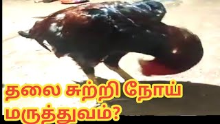 ASEEL V68 சேவலுக்கு தலைசுற்றி நோய் மருத்துவம்?