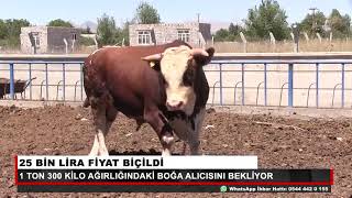 Tam 1 ton 300 kiloluk Kurbanlık... Konya’da yetiştirilen Boğanın ismi “Barış”