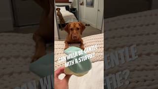 Sweet and gentle vizsla ❤️ #shorts #shortsfeed #fypシ #doglover #video #puppy