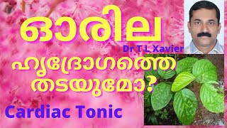 The Natural Alternative to Heart Diseases Treatment | ഓരില  Desmodium gangeticum Plant Uses