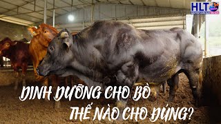 Có phải Nuôi Bò Cứ Cho Ăn RƠM là đủ DINH DƯỠNG?