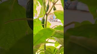 അടുക്കളത്തോട്ടം / Window Garden at Home / Vegetable Garden #shorts #vegetablegarden #adukkalathottam