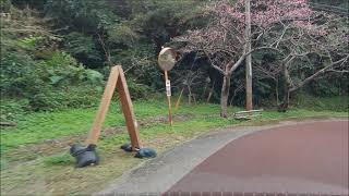 サクラの開花情報　Ⅰ　本部町八重岳　2021 1 18