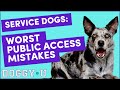 Service Dog Etiquette for Handlers (Best Practices for Service Dog Teams - Public Access)