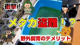 【メダカ】衝撃：メダカ盗難！？１００円ショップで見つけたものとは⁉