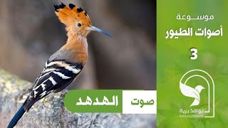 صوت الهدهد Eurasian hoopoe sound Huppe Hop ہوپو İbibik Abubilla 戴胜   戴勝 Удод