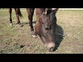 【乗馬・馬術】馬達の放牧風景　horse family in pasture【horse communication japan】