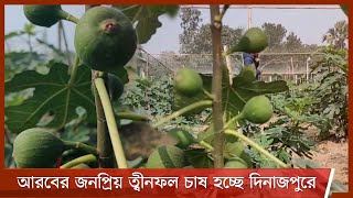 আরব দেশের জনপ্রিয় ত্বীনফল এখন বানিজ্যিক ভাবে চাষ করা হচ্ছে দিনাজপুরের নবাবগঞ্জে 29Mar.21