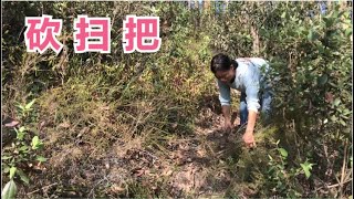 农村宝妈上山砍了一大捆扫把 经过菜地顺便摘几个白萝卜炖骨头汤给家人们喝【广西一帆妈妈】