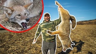 I Finally TRAPPED My FIRST COYOTE!!! (Lucky Catch)