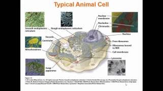 CH308 Ch 1 Introduction to the Chemistry of Life v2016