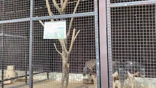 សត្វអូទ្រីស #ostrich animals