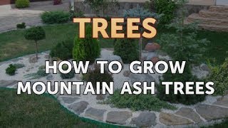 How to Grow Mountain Ash Trees