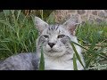 Maine Coon Cat  lovely funny big cat video HD