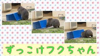 【wombat】ずっこけフクちゃん☆(Fell down, Fuku)