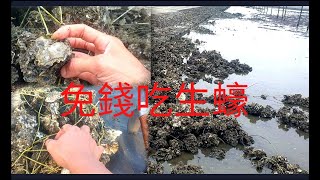 瑀爸趕海-YingZiJin_110-趕海_5，生蠔吃免錢，đi mót hàu biển.