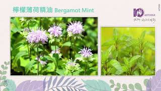 產品介紹：檸檬薄荷Bergamot Mint