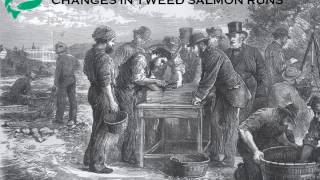 Historic Changes in Tweed Salmon Runs