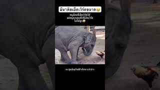 เอ็นดู ￼มีนา\u0026 เอ็ดเวิร์ดอ้อนพี่ขนาด￼🐘 🥰😂 #ช้างน้อยน่ารัก #ช้างแสนรู้ #babyelephant