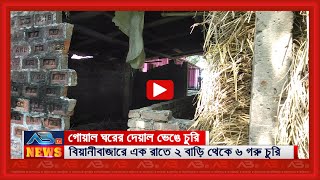 বিয়ানীবাজারে গোয়াল ঘরের দেয়াল ভেঙে দিল চোর, একরাতে ৬টি গরু চুরি