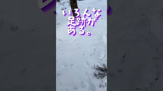 雪降り記念、 アホみたいな動画。