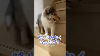 【生後3ヶ月】階段から降りられなくなった赤ちゃんシェルティ😅baby sheltie unable to climb stairs #shorts