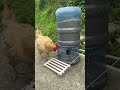 great way to get chicken exercising chicken farming agriculture