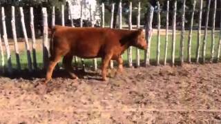 Registered Red Angus Show Heifer Prospect