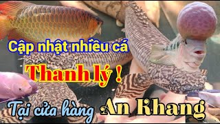 Nhiều cá thanh lý quá mềm tại cửa hàng An Khang - cập nhật cùng Đa Cá Cỏ.