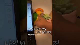 말 안들어도 귀여운 새