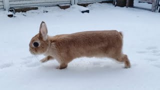 最後となってしまった雪遊び　No.1594