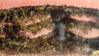 螞蟻直播秀 | Ant Live Stream | 高雄巨山蟻 | Camponotus irritans | Taiwan  | Ant Diary |