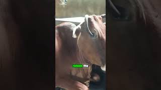 সঠিক গরুর যত্নের গুরুত্ব-The Importance of Proper Cow Care\