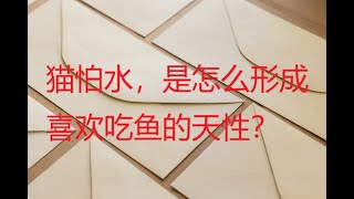 猫怕水，是怎么形成喜欢吃鱼的天性？